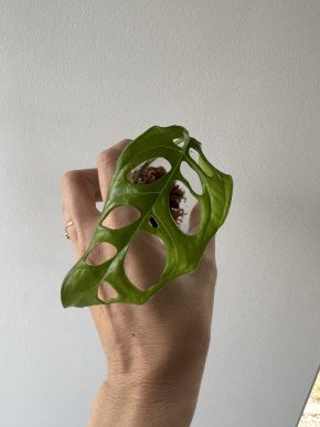 Monstera obliqua peru