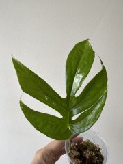 IMG_4837.jpeg