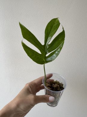 Amydrium medium mint větší