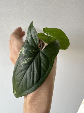 Syngonium Aurea
