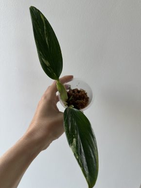 Monstera Standleyana Aurea