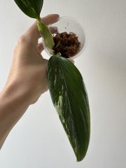 IMG_4848.jpeg