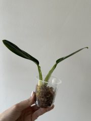 IMG_4851.jpeg