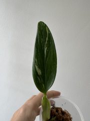 IMG_4847.jpeg