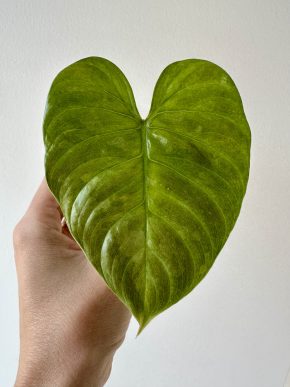 Philodendron majestic