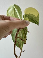 IMG_4920.jpeg