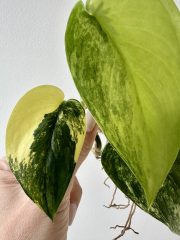 IMG_4921.jpeg