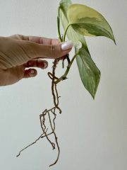 IMG_4919.jpeg