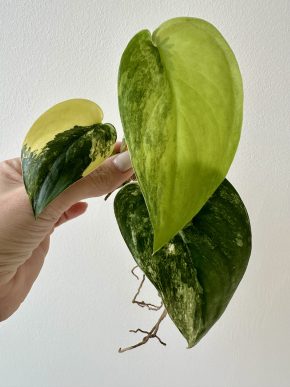 Scindapsus jade satin variegated