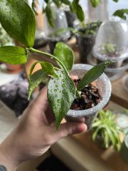 IMG_7283.jpeg