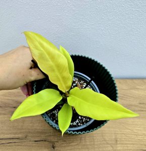 Philodendron Golden Saw