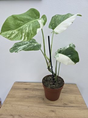 Monstera Albo variegata