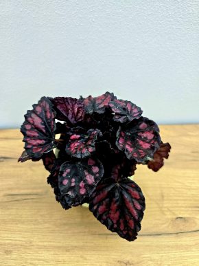 Begonia rex