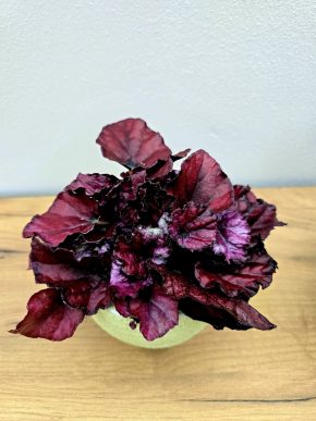 Begonia rex