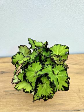 Begonia rex