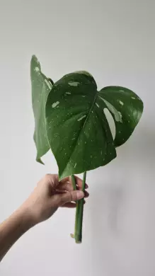 Monstera Thai Constellation