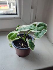 IMG_20250520_090946.jpg