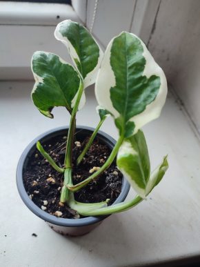 Šplhavnice / epipremnum / pothos N'joy #4