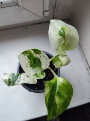 IMG_20250520_091342.jpg