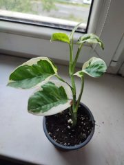IMG_20250520_091556.jpg