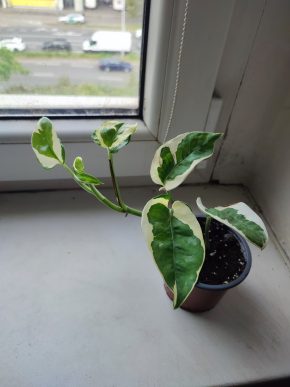 Šplhavnice / epipremnum / pothos N'joy #5