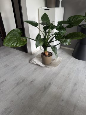 Alocasia cucullata