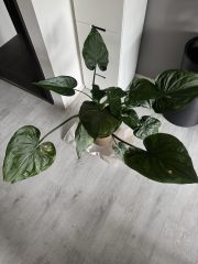 IMG_1089.jpeg
