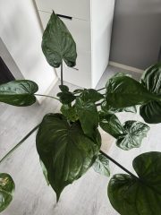 IMG_1090.jpeg