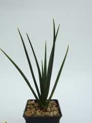 DSCN8754.JPG