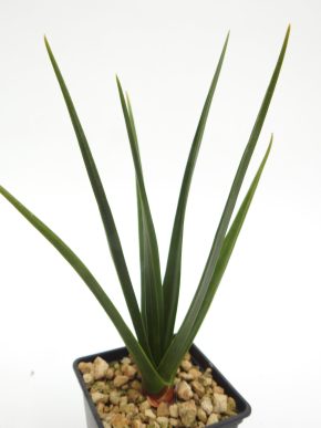 Dracaena cinnabari