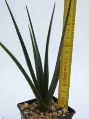 DSCN8756.JPG