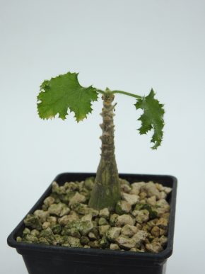 Dendrosicyos socotranus