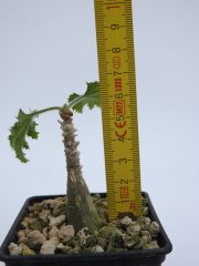 DSCN8744.JPG