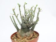 DSCN8801.JPG