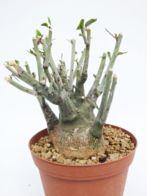 Adenia spinosa - JAR