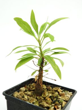 Fouquieria purpusii - Mexiko