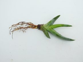 Aloe asperifolia - Namibia