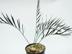 Macrozamia moorei - blue. - Cycas z Autrálie