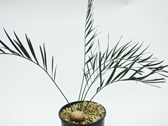 DSCN8817.JPG