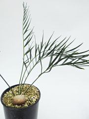DSCN8818.JPG