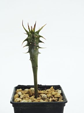 Euphorbia viguierii ssp vilanandrensis - Madagaskar