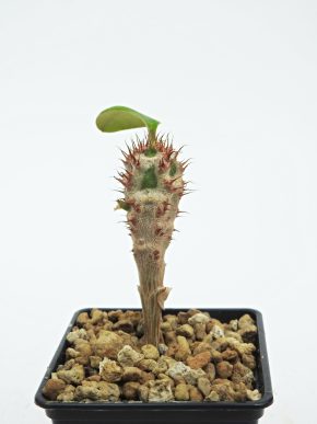 Euphorbia aureoviridiflora - Endemit - Madagaskar