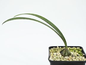 Oeceoclades calcarata - Endemitní Orchidej z Madagaskaru