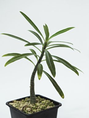 Adenium somalense - Somálsko