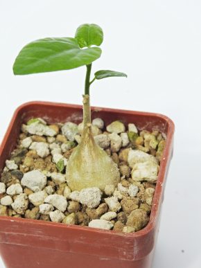 Pyrenacantha malvifolia - JAR