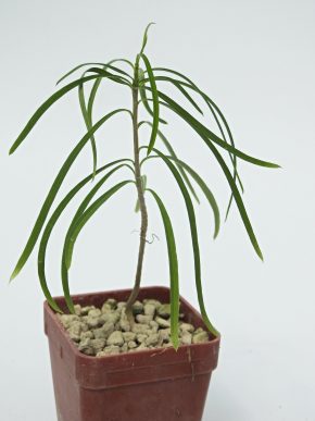 Euphorbia hedyotoides - Madagaskar-endemit