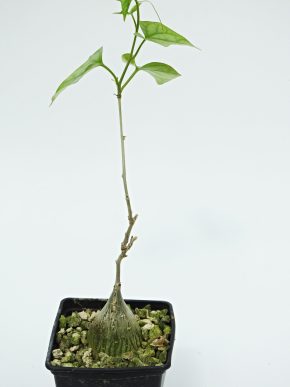 Gerrardanthus macrorhizus - JAR
