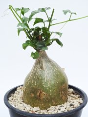 DSCN8854.JPG