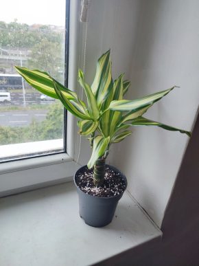 Dracena #1