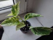 IMG_20250522_175933.jpg